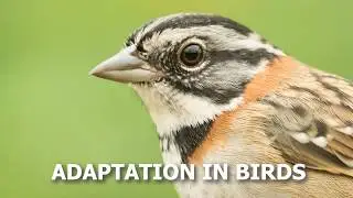 Adaptation in Birds | What makes birds  suitable to fly?