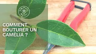 🌱 Comment bouturer un Camélia et créer son propre arbuste ?