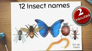 Learn insect names | educational video for kids