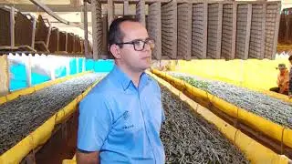 Criadores de bicho da seda comemoram alta na produção