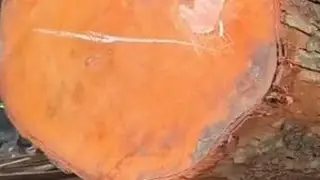 在锯木厂锯割一根木质坚硬的巨型红木原木