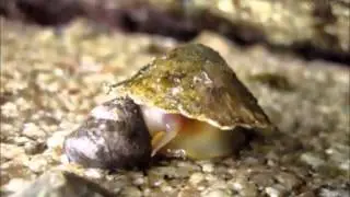 Limpets grazing