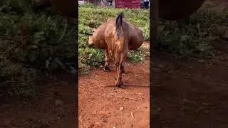 Cabra PRE&Ntilde;ADA Con TRES Crias🐐