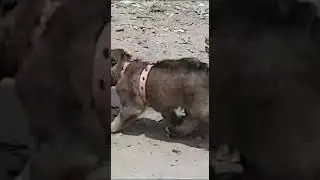 Afghan kuchi dog Puppies/ molloser dogs