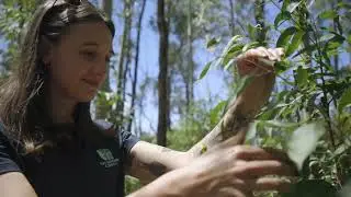 MidCoast and Port Stephens &ndash; Regional Koala Conservation Partnership