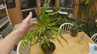 Mahonia oiwakensis in flower