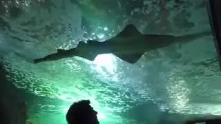 Aquarium, La Rochelle