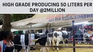 How Dairy farming is becoming a lucrative business in Kenya