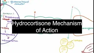 Hydrocortisone Pharmacology