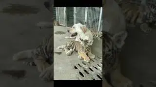 Marathi Comedy Video || Funny Dubbed🤣🤣🤣🤣😂😂😂