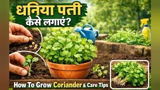 How To Grow Coriander leaf (Dhaniya Patti)#livestream#live
