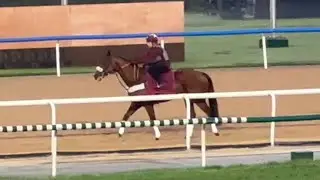 IMPERIAL EMPEROR ✨ DWC25 | Breeze 24March25