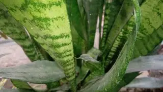 সেন্সেভেরিয়া বা স্নেক প্লান্টস গাছের পরিচিতি#greenlove​#nature​#gardenplants​#garden​#gardentrees​🌿