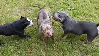 MICRO EXOTICS AND POCKET AMERICAN BULLIES STUDS AND FEMALES COMING INTO HEAT