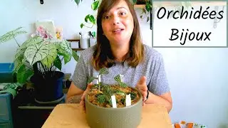 UNE DÉCO POUR MES ORCHIDÉES BIJOUX | DIY DÉCO PLANTES