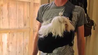 How to use the Kangapooch: The Ultimate Small Dog Carrier