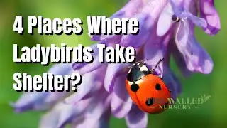 Ladybird Shelter: Where&rsquo;s Best to Place Shelters?