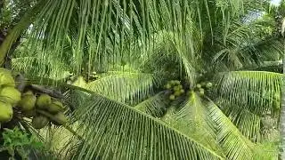 Siap berangkat dorong cari udang halus 