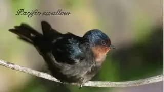 Hirondelle de Tahiti_SOPManu