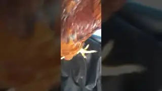 Desi nasal ka murga #aseellover #viral #foryou