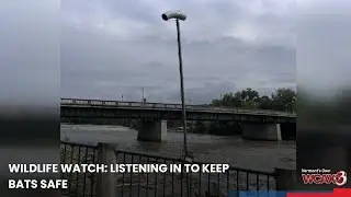 Wildlife Watch: Listening in to keep bats safe