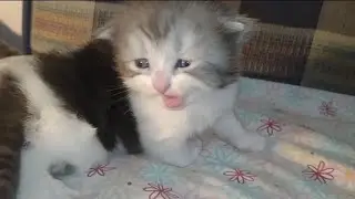 Crazy Mother Cat Hitting and loving Her Kitten At Same Time