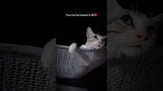 Suffering from Depression 😿 #sad #cat #sadcat #catsvideo #catscookies #shorts