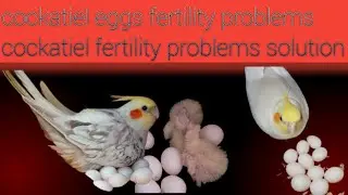 Cockatiel eggs fertility problems / cockatiel fertility problems solution || breeding URDU | 2025