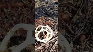Alien looking fungus in New Zealand (Ileodictyon cibarium, or whareatua - 