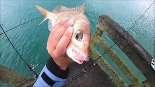NZ Wharf fishing for Snapper (COLD morning fishing)