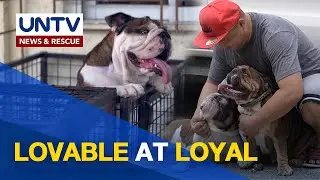English Bulldogs: mura ba at madaling alagaan? | Pet Talk
