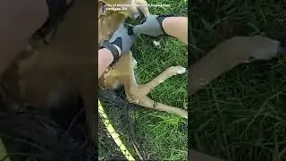 Officer helps free fawn stuck in soccer net