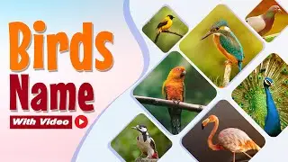 Birds Name in english #birds #birdsnames #birdsnameforkids  #kidslearning