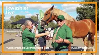 Vlaams Paard op Levend Erfgoed Expo met Veerle Sterckx - onversneden interviews in Puyenbroeck