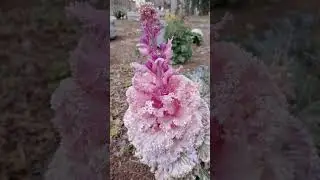 decorative cabbage blooms so beautifully!🏵️
