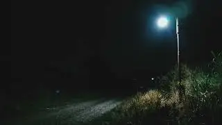 Midnight Street Light 🌙 Organic Night Animals for Deep Sleep, Insomnia & Stress Relief