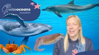 How do Ocean Animals Communicate? - Marine Biology for Kids