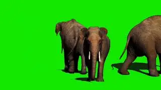 Elephant Green Screen Effect Meme (But Its Actually Green Screen)
