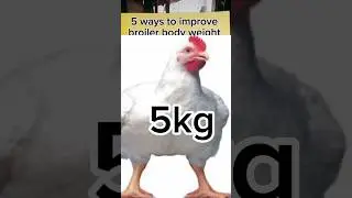 how to increase broiler body weight