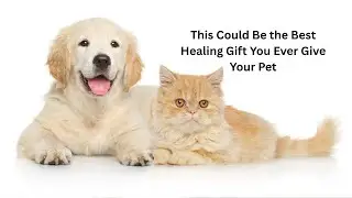 Could This Be the Most Loving Thing You Do for Your Pet?