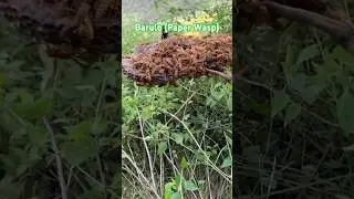 Gaie Barulo Paper Wasp | Surya Zimba