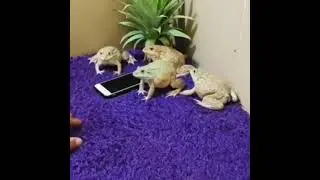 Don't Touch the Frogs Phone!!!