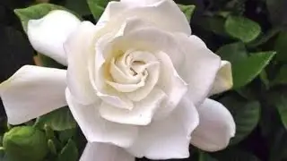 Amazing Cape jesmin flowers #gardeniya flowers #gardenblooms #whiteflower #summerflower #gandharaj