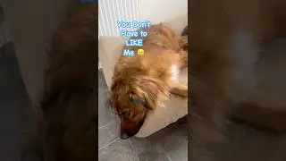 Why Do People Hate Romanian Dogs? 🥲