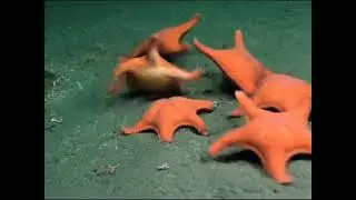 estrellitas culonas ...#ia #humor #memes #comedia