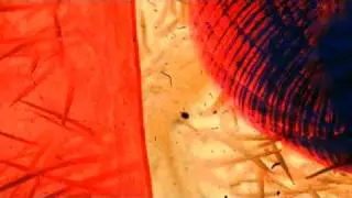 Experimental composite 2005 (Yulunga)