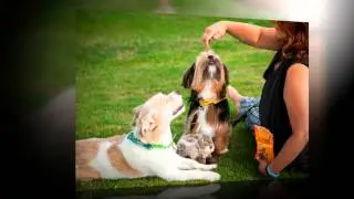 K9 Magazine Meets Nicole Barber Lane