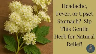 Headache, Fever, or Upset Stomach? 🌸 Sip This Gentle Herb for Natural Relief!