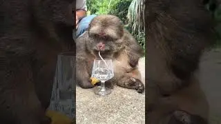 СинСин пьет секретную микстуру ✨🍷#monkey #xingxing #cute #animals #wildlife #monkeys #xing #asia