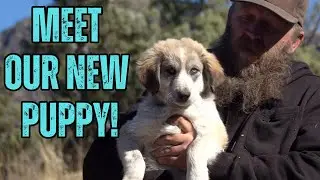 The Puppy Distribution System